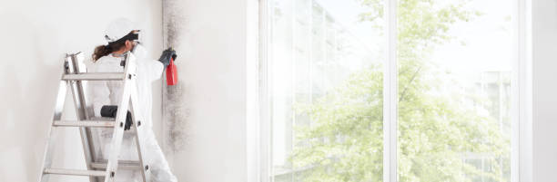 Best Emergency Mold Remediation  in Lexington, MI